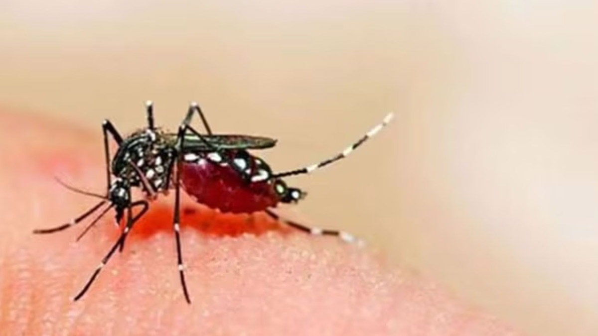 Bengaluru Tops Chart With Highest Dengue Cases, Karnataka Govt Declares It As Epidemic